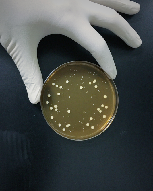 Lactobacillus gasseri : le probiotique ciblé pour l’équilibre intestinal et le ventre plat