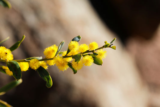 L'acacia, un prébiotique naturel puissant